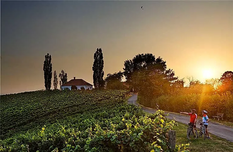 Zwei Radfahrer genießen den Sonnenuntergang inmitten der Weinlandschaft bei Bad Radkersburg in der Südsteiermark.