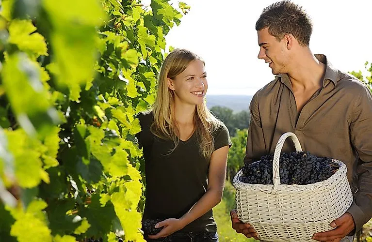 Junges Paar bei der Weinlese im Weingarten am Neusiedler See, mit reifen Trauben und Blick in die Landschaft