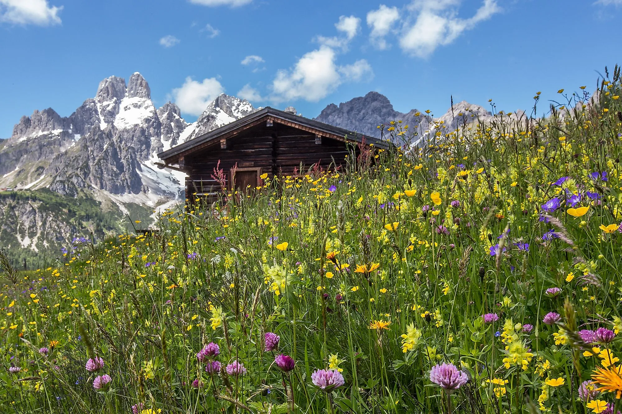 Almwiese mit bunter Blumenpracht und einer Holzhütte im Vordergrund, dahinter ragen die schneebedeckten Gipfel des Dachsteinmassivs in die Höhe.
