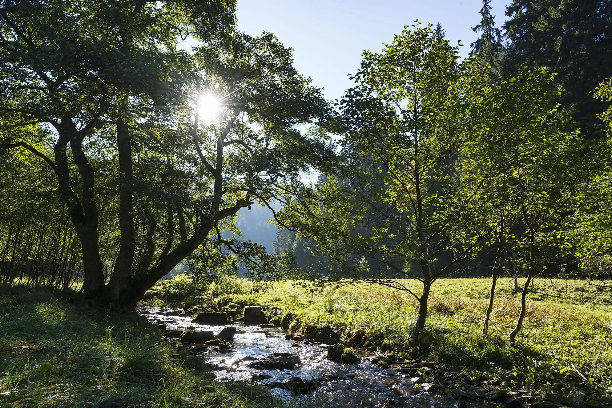 Sonnenlicht fällt durch die Bäume auf den plätschernden Itterbach bei Stryck in Willingen – Idylle pur im Sauerland.
