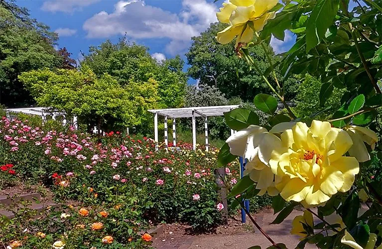 Bunte Blumenpracht und weiße Pavillons im Kurpark Bad Mergentheim an einem sonnigen Sommertag.