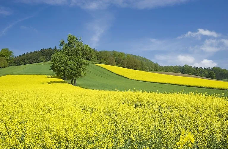 Blühende Rapsfelder und sanfte Hügel im Burgenland an einem sonnigen Frühlingstag
