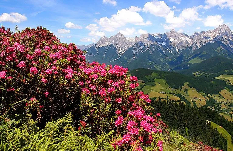 Alpenrosen in voller Blüte mit Blick auf die Berge rund um Maria Alm