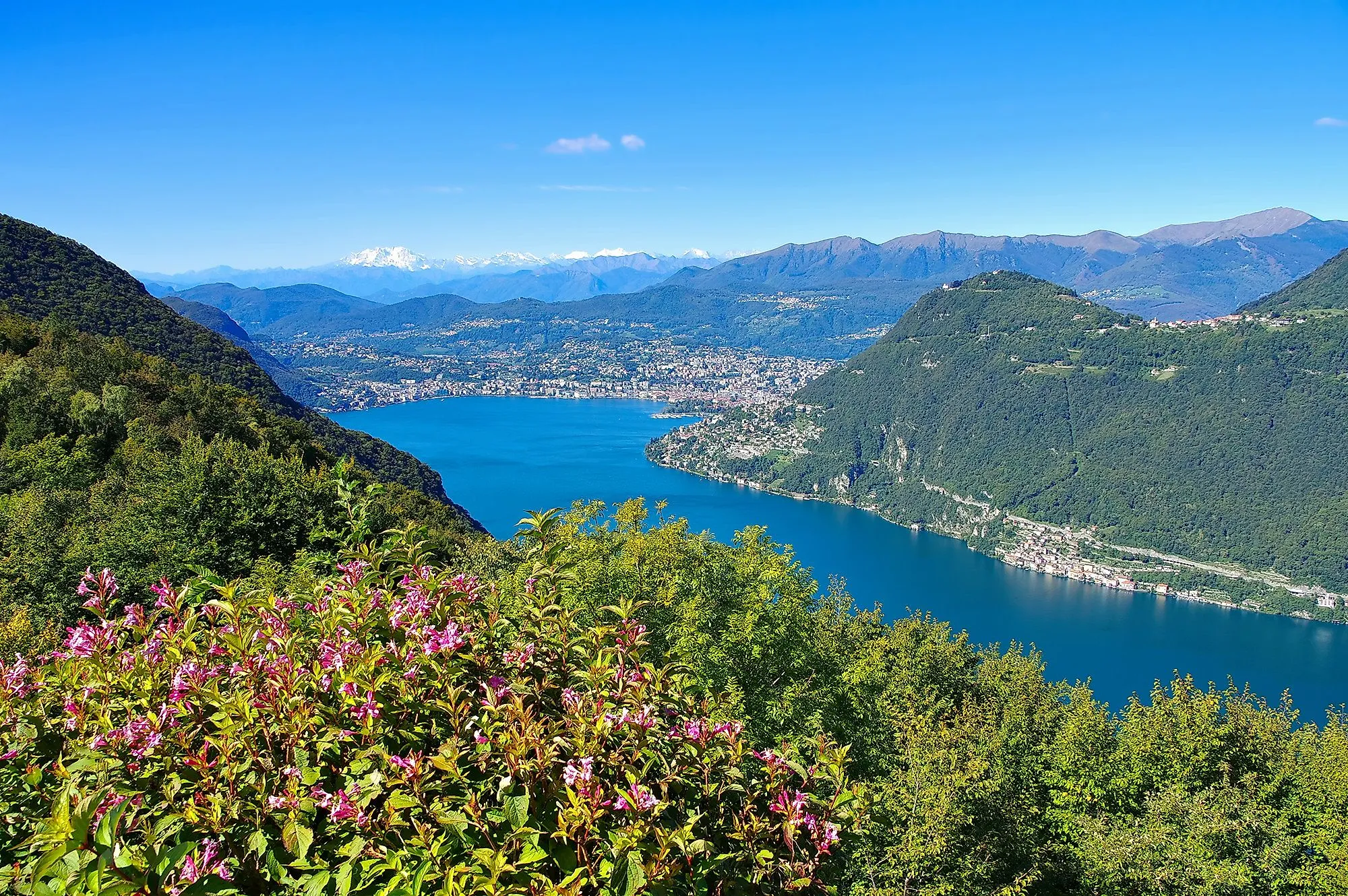 Panoramablick auf den Luganersee mit Blumen im Vordergrund und Alpen im Hintergrund