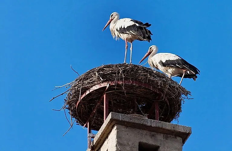 Zwei Weißstörche im Nest auf einem Schornstein vor blauem Himmel im Burgenland