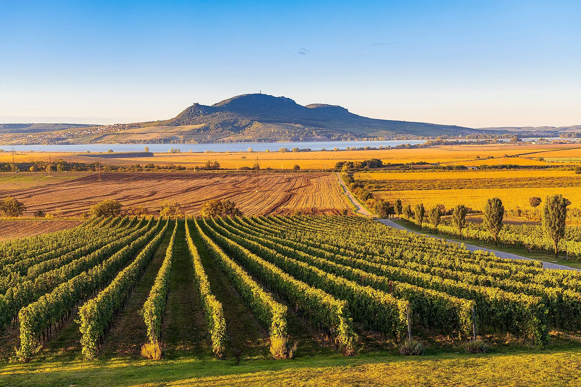 Weinberge in Pálava mit Blick auf die Thaya und die Hügel des mährischen Weinlands.