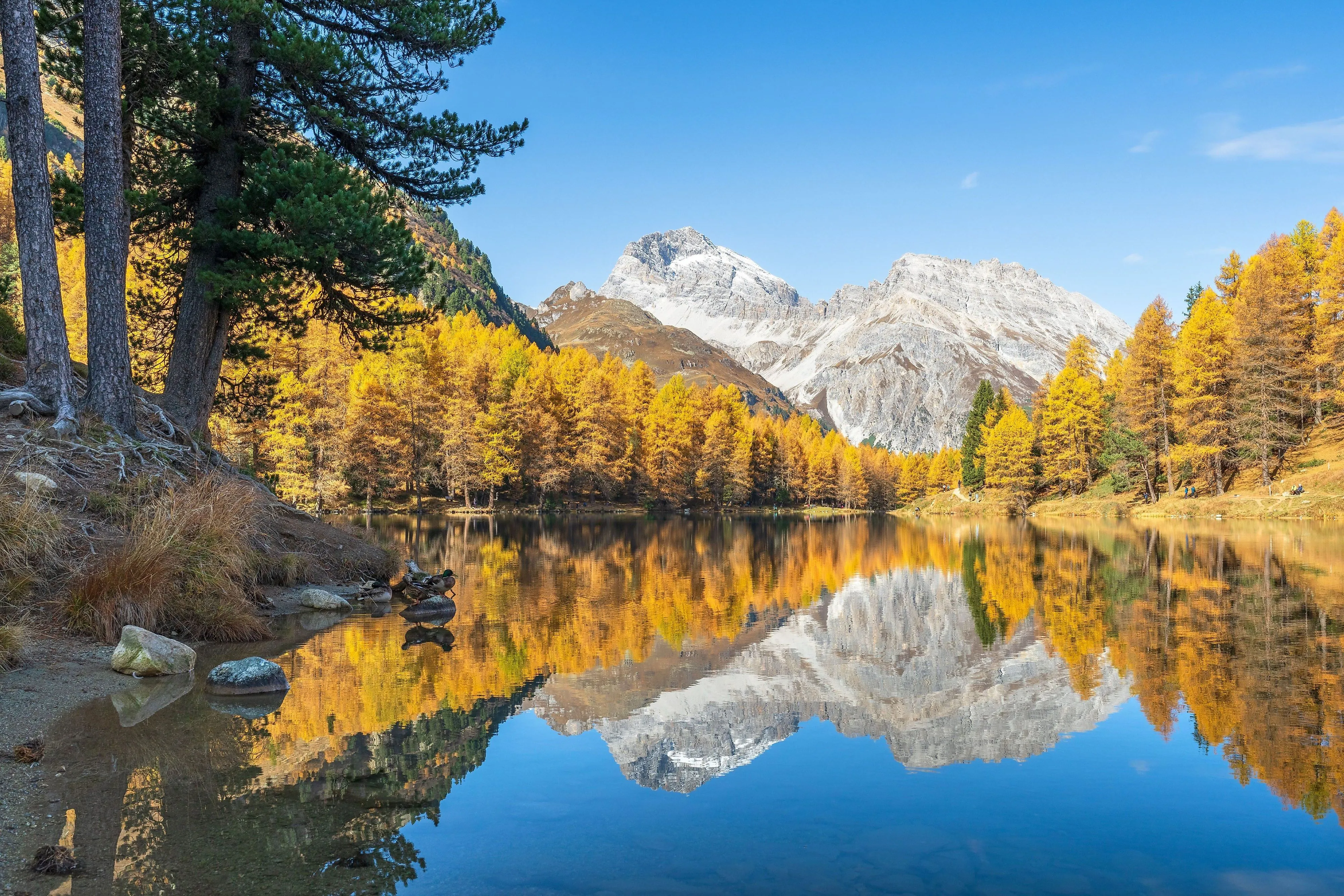 Palpuognasee mit bunten, herbstlichen Lärchen und verschneiten Gipfeln in Graubünden