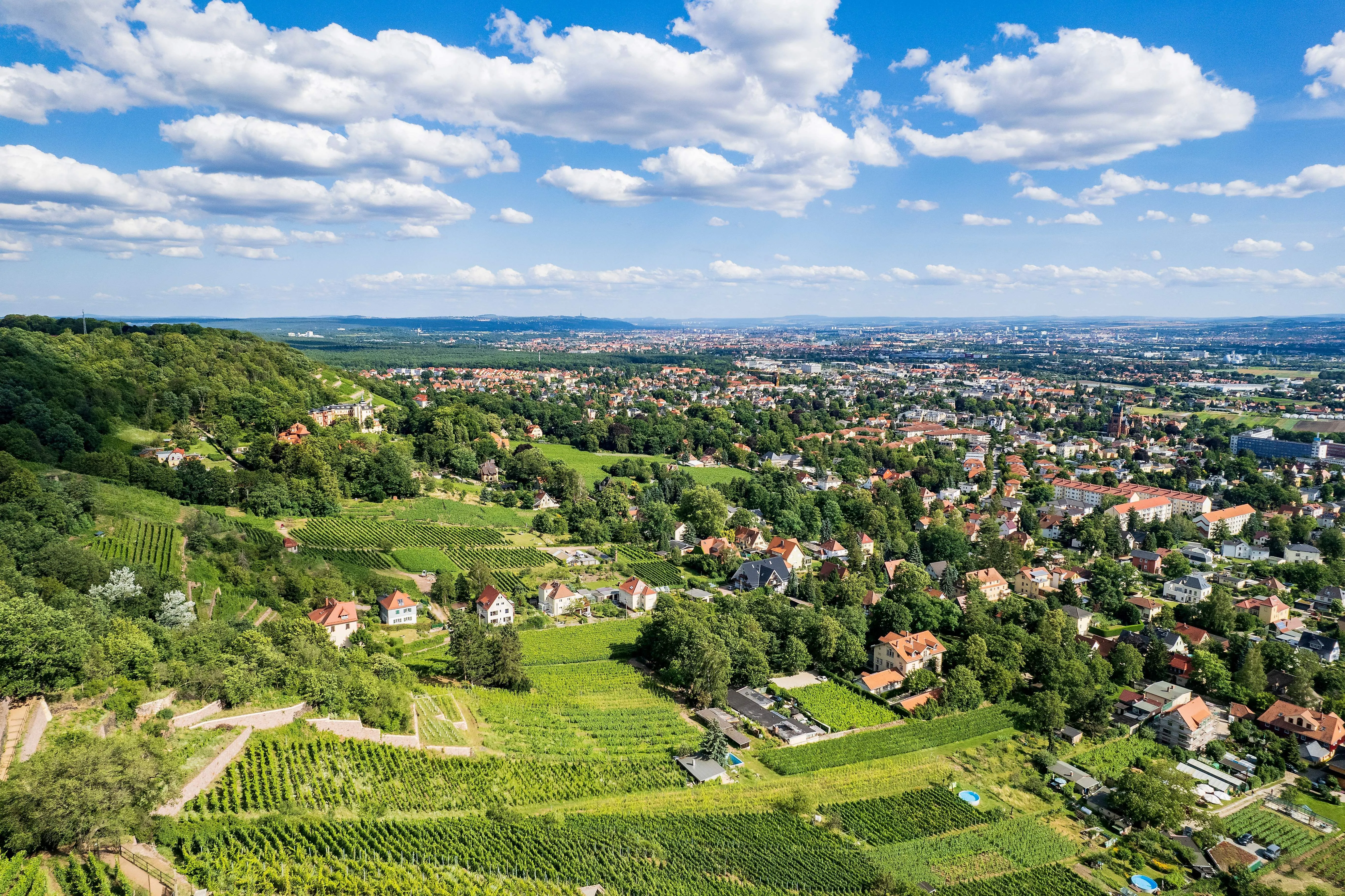 Blick über Radebeul mit Weinbergen und Stadtpanorama an einem Sommertag