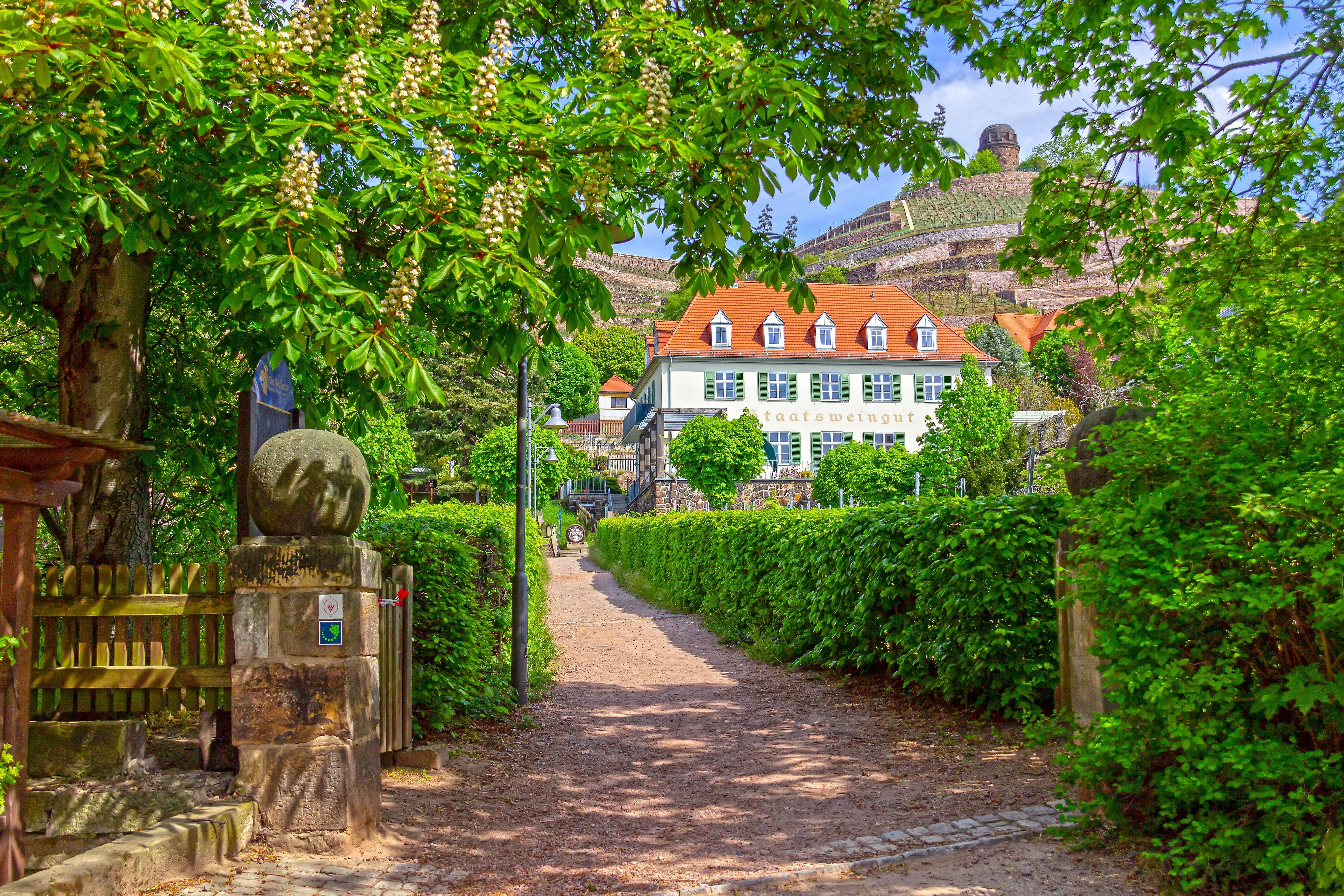 Weg zum Staatsweingut Schloss Wackerbarth inmitten blühender Natur in Radebeul