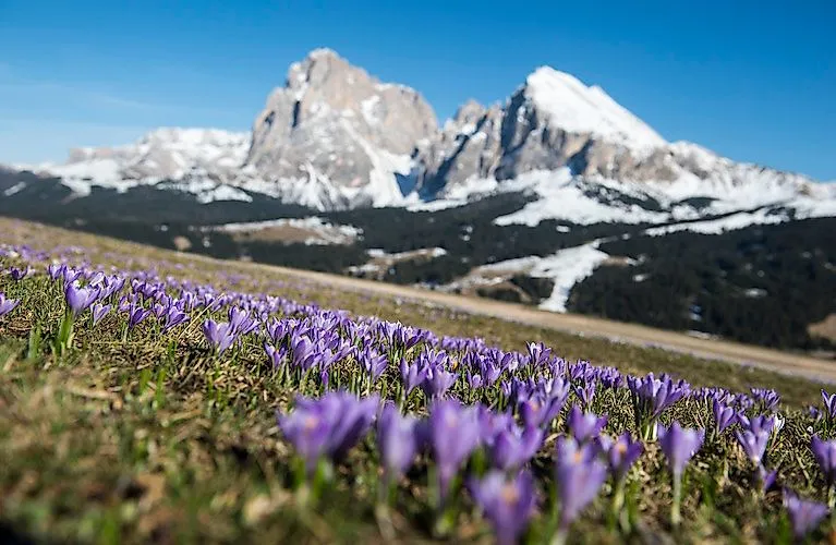 Frühlingshafte Seiser Alm mit blühenden Krokussen und schneebedeckten Dolomiten im Hintergrund
