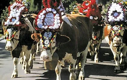 Festlich geschmückte Kühe beim traditionellen Almabtrieb in Reith im Alpbachtal, Tirol.