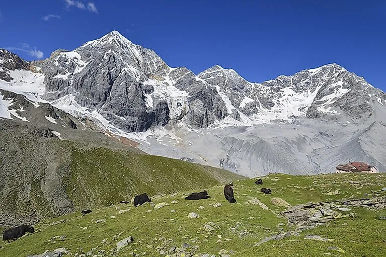 Yaks weiden vor der mächtigen Ortlergruppe im hinteren Ultental bei strahlend blauem Himmel