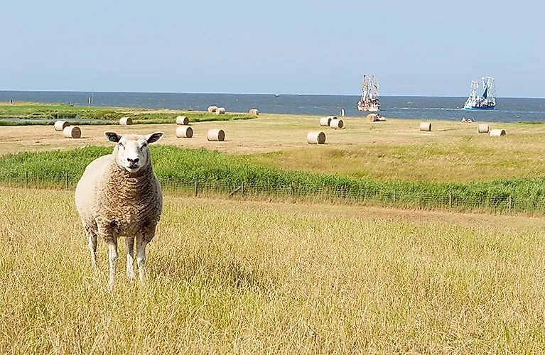 Schaf auf Sommerwiese mit Heuballen, im Hintergrund Schiffe auf der Nordsee