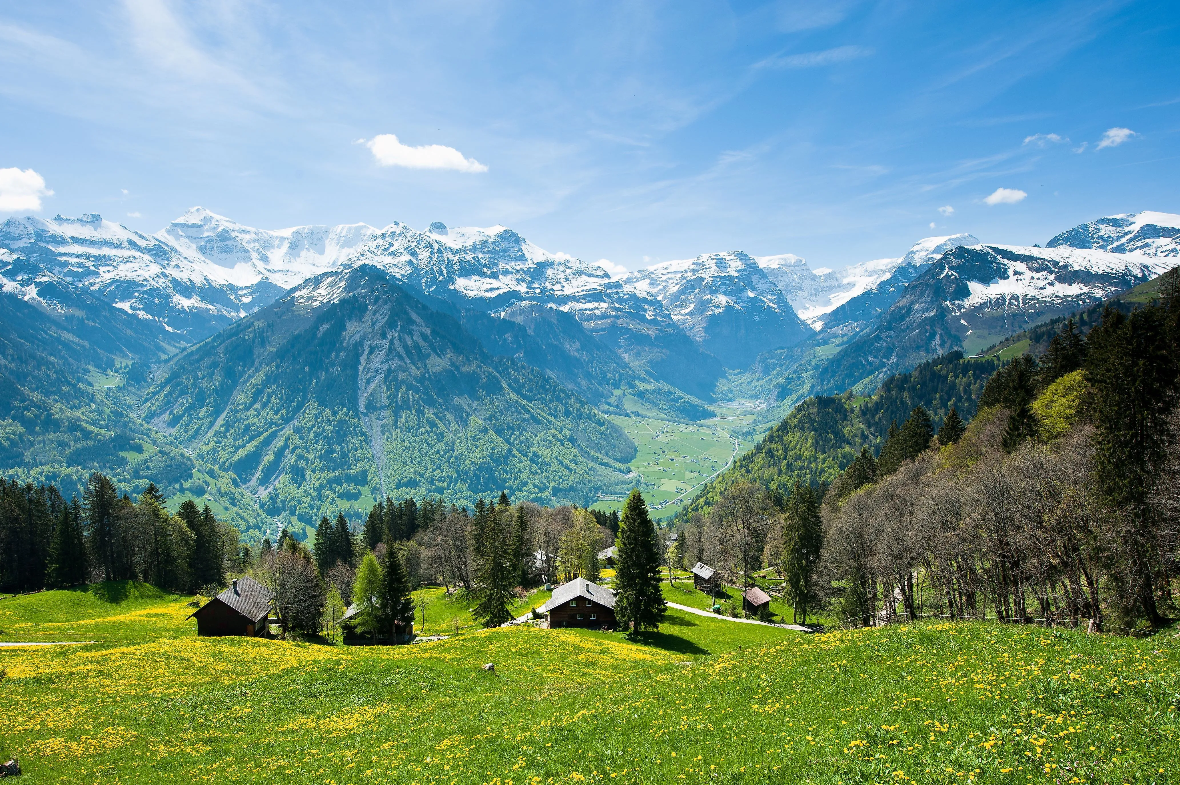 Blühende Wiesen mit traditionellen Holzhäusern vor den verschneiten Gipfeln der Alpen in Braunwald im Kanton Glarus.
