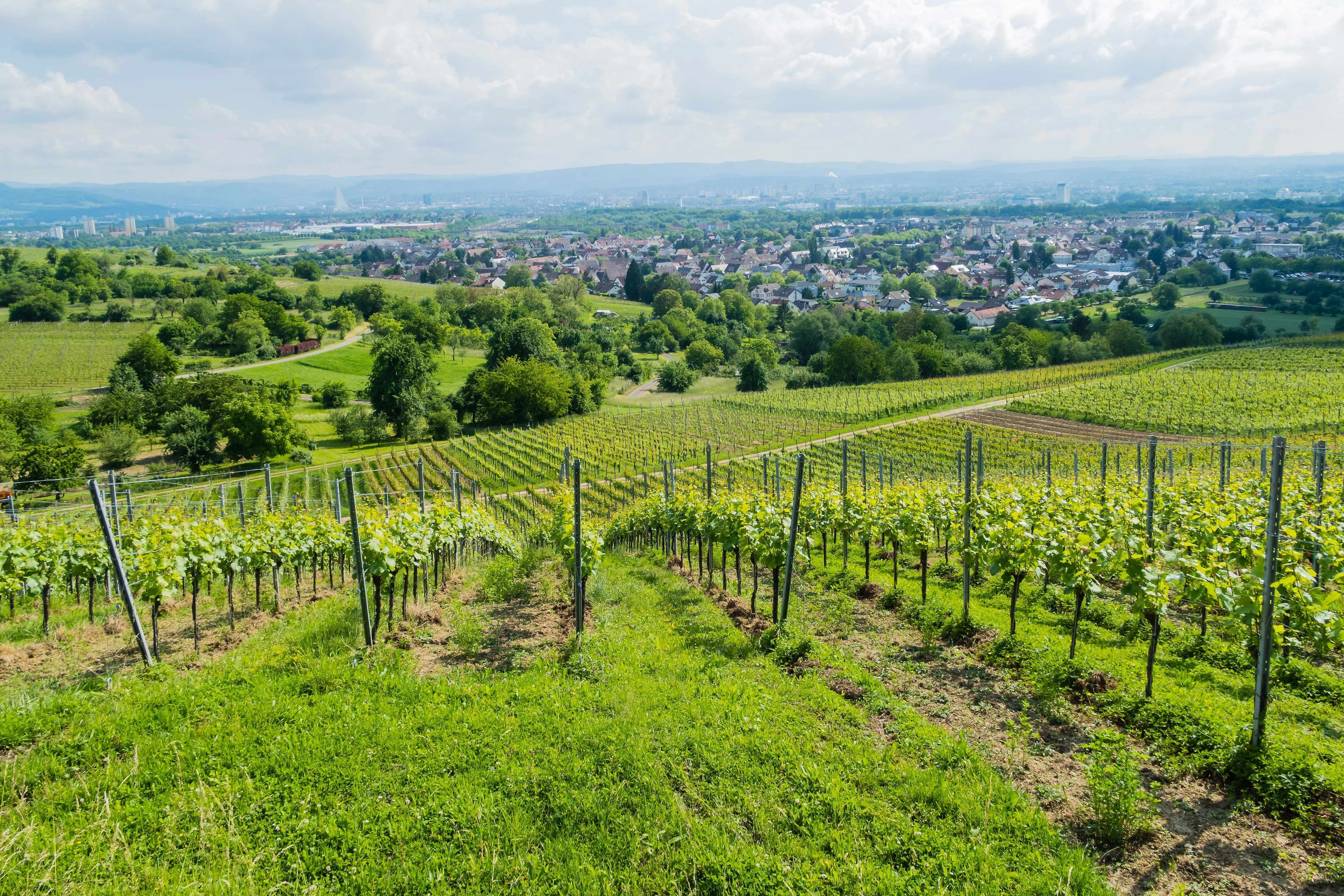 Weinberge bei Weil am Rhein mit Blick auf die Stadt und hügelige Landschaft im Sonnenschein