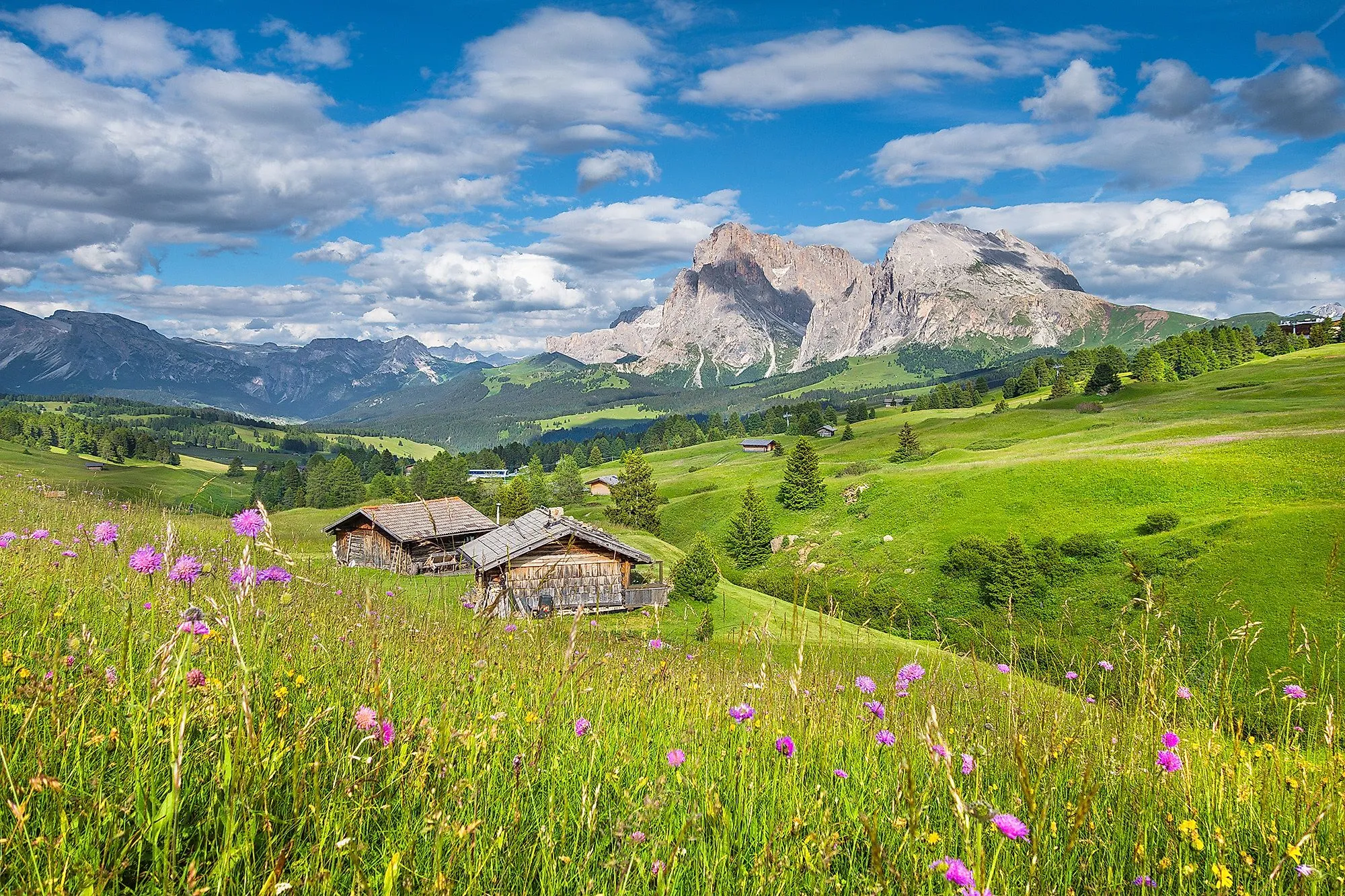 Blühende Almwiesen mit Holzhütten auf der Seiser Alm in Südtirol, im Hintergrund die Dolomiten