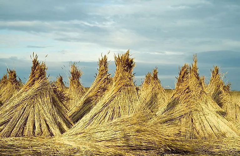 Strohballen auf einem Feld im Burgenland unter bewölktem Himmel – traditionelle Ernte
