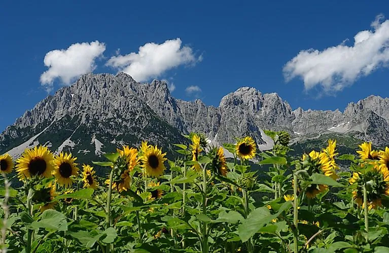 Sonnenblumenfeld vor dem beeindruckenden Wilden Kaiser Gebirge an einem klaren Sommertag.
